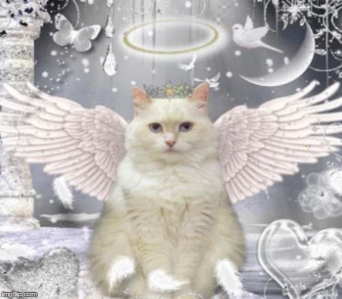 Cat Angel Blank Meme Template