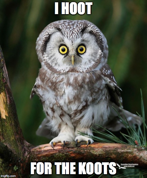 Owl | I HOOT; FOR THE KOOTS | image tagged in owl | made w/ Imgflip meme maker