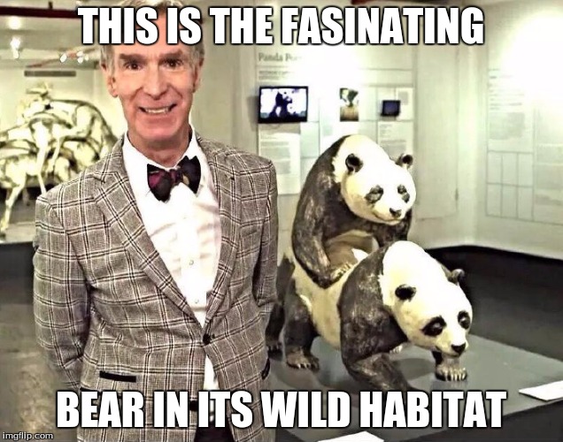 bill nye pandas | THIS IS THE FASINATING; BEAR IN ITS WILD HABITAT | image tagged in bill nye pandas | made w/ Imgflip meme maker
