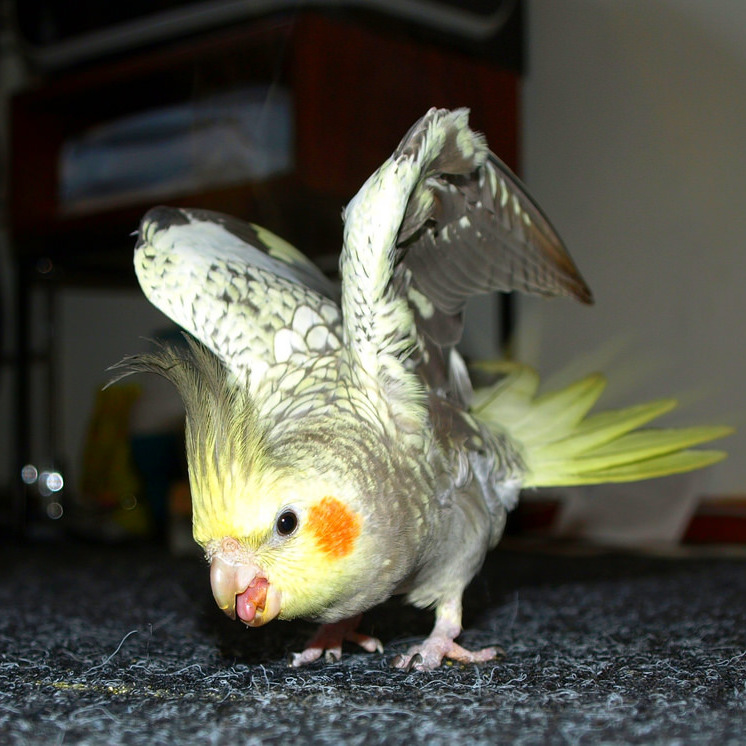 High Quality angertiel = angry cockatiel Blank Meme Template