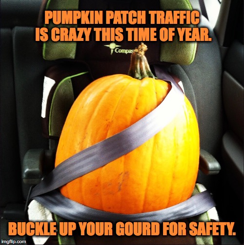 Protect the Pumpkins | PUMPKIN PATCH TRAFFIC IS CRAZY THIS TIME OF YEAR. BUCKLE UP YOUR GOURD FOR SAFETY. | image tagged in pumpkin,halloween,fall,autumn,pumpkins,seatbelt | made w/ Imgflip meme maker