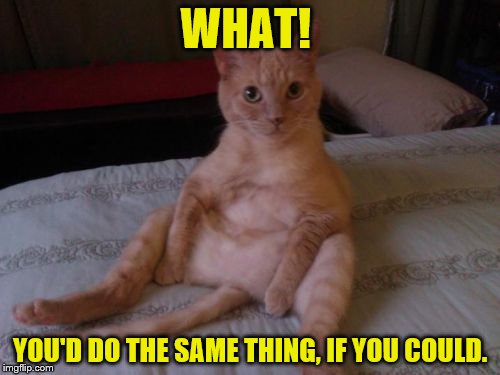 Chester The Cat |  WHAT! YOU'D DO THE SAME THING, IF YOU COULD. | image tagged in memes,chester the cat,dumb meme weekend | made w/ Imgflip meme maker