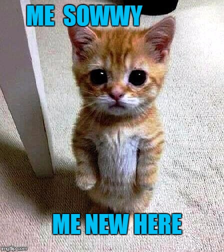 ME  SOWWY ME NEW HERE | image tagged in kitty | made w/ Imgflip meme maker