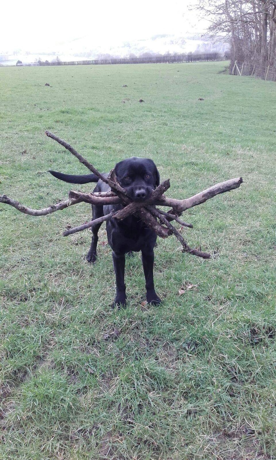 Assistant Branch Manager Blank Meme Template