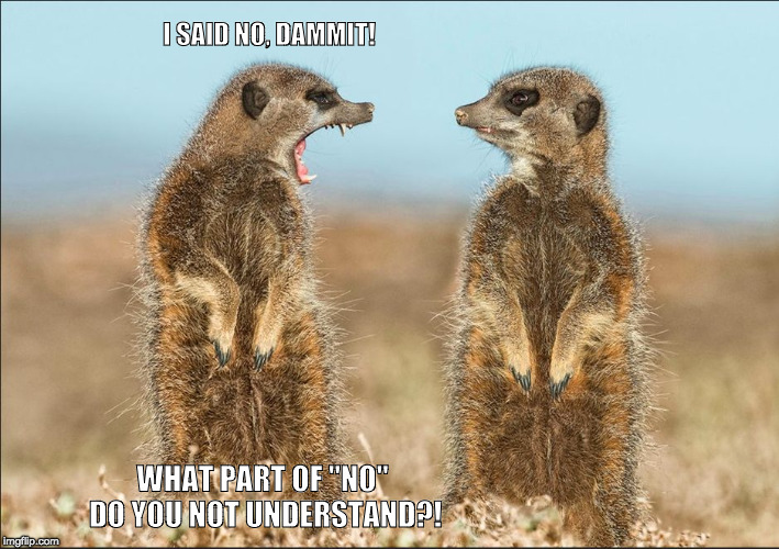 Wildlife comedy | I SAID NO, DAMMIT! WHAT PART OF "NO" DO YOU NOT UNDERSTAND?! | image tagged in wildlife comedy | made w/ Imgflip meme maker