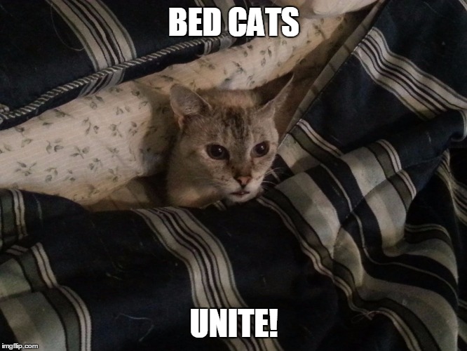 Cat In Bed | BED CATS UNITE! | image tagged in cat in bed | made w/ Imgflip meme maker