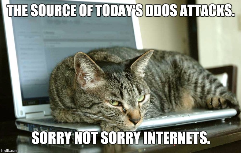 The source of today's DDOS attacks | THE SOURCE OF TODAY'S DDOS ATTACKS. SORRY NOT SORRY INTERNETS. | image tagged in cat,computer,internet | made w/ Imgflip meme maker