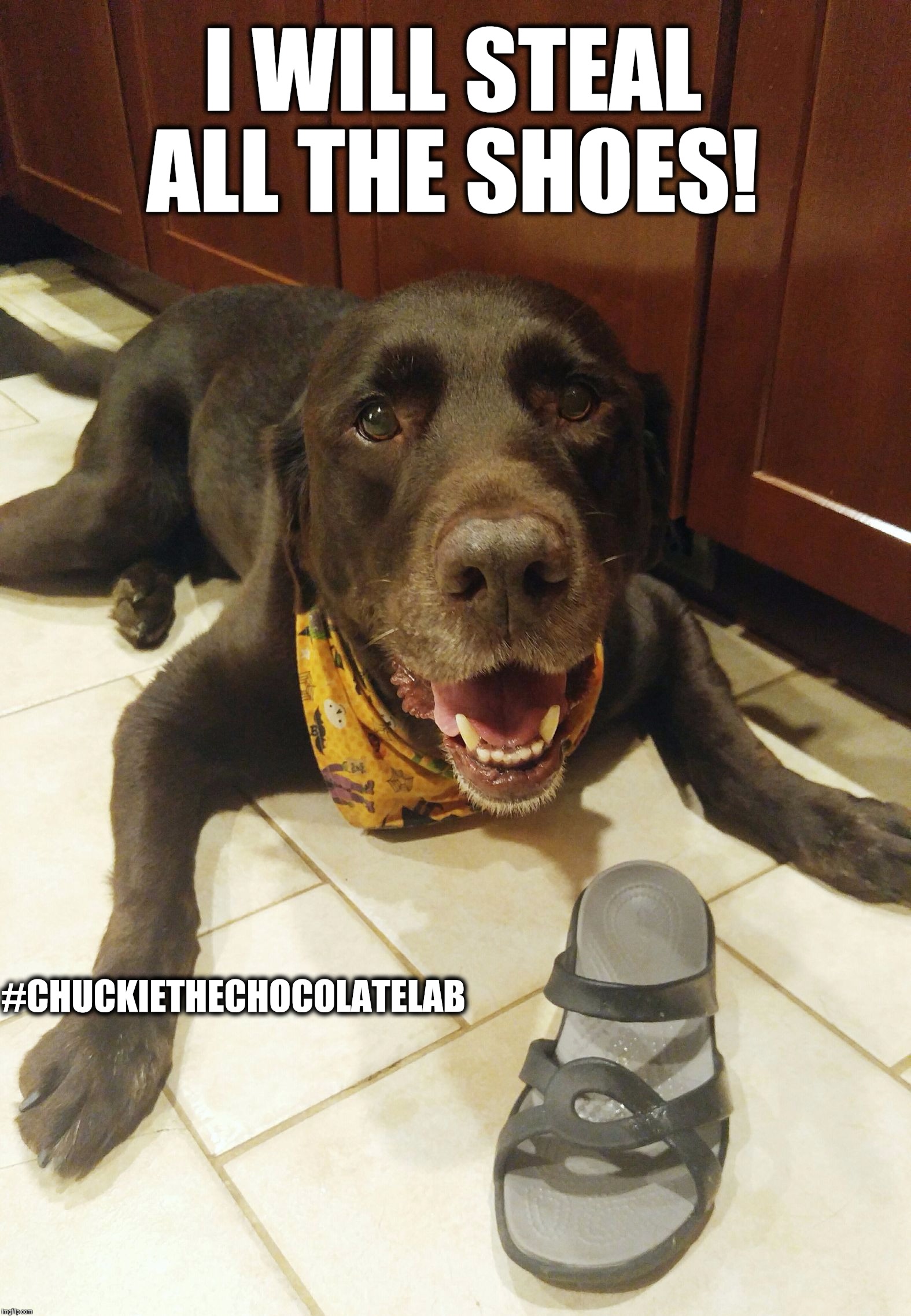 I will steal all the shoes!  | I WILL STEAL ALL THE SHOES! #CHUCKIETHECHOCOLATELAB | image tagged in chuckie the chocolate lab,i will steal all the shoes,funny,dogs,memes,labrador | made w/ Imgflip meme maker