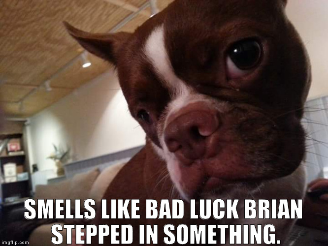 SMELLS LIKE BAD LUCK BRIAN STEPPED IN SOMETHING. | image tagged in boston terrier | made w/ Imgflip meme maker
