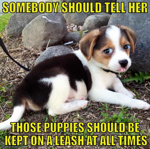 puppies on a leash | SOMEBODY SHOULD TELL HER; THOSE PUPPIES SHOULD BE KEPT ON A LEASH AT ALL TIMES | image tagged in puppies on a leash | made w/ Imgflip meme maker