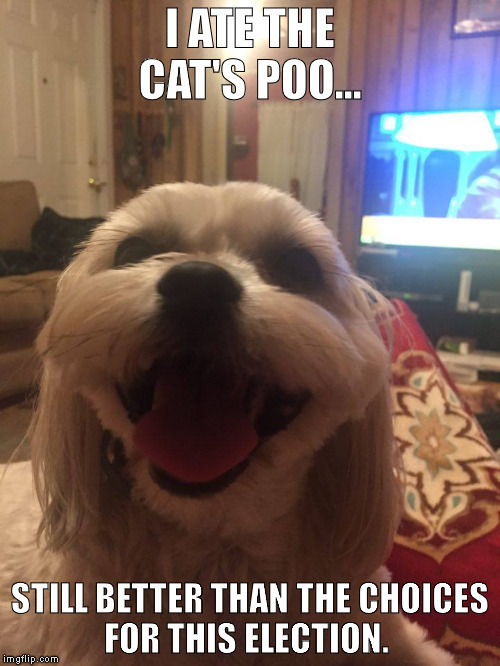 image tagged in 2016 presidential candidates,poop,funny dogs,dogs pets funny | made w/ Imgflip meme maker