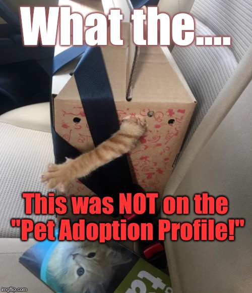 This Is ONE Cat...You're Gonna Wanna Take BACK: | What the.... This was NOT on the "Pet Adoption Profile!" | image tagged in memes,cats,wtf | made w/ Imgflip meme maker