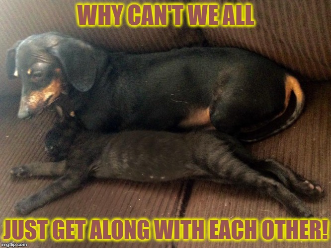 Why Can't We All. . . . . | WHY CAN'T WE ALL; JUST GET ALONG WITH EACH OTHER! | image tagged in animals,meme,love,political,dog,cat | made w/ Imgflip meme maker
