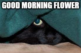 GOOD MORNING FLOWER | made w/ Imgflip meme maker