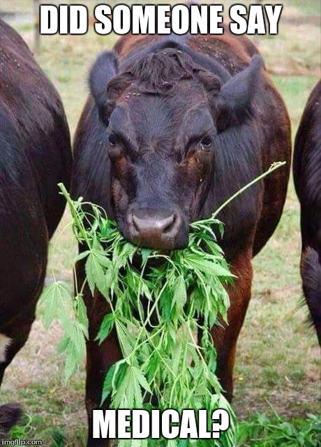 cow-dope | DID SOMEONE SAY; MEDICAL? | image tagged in cow-dope | made w/ Imgflip meme maker