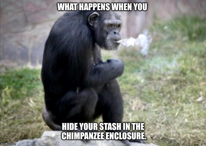 It's for his glaucoma.  Really... | WHAT HAPPENS WHEN YOU; HIDE YOUR STASH IN THE CHIMPANZEE ENCLOSURE. | image tagged in high chimp,chimpanzee,smoking weed | made w/ Imgflip meme maker