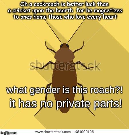 Cockroach Rights | what gender is this roach?! it has no private parts! | image tagged in cockroach rights | made w/ Imgflip meme maker