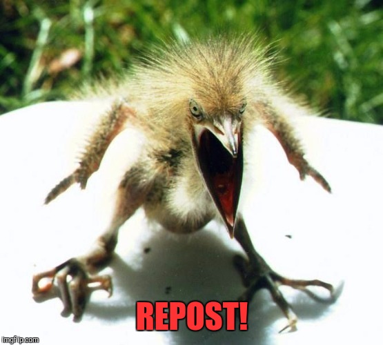 Unpleasant Bird | REPOST! | image tagged in unpleasant bird | made w/ Imgflip meme maker