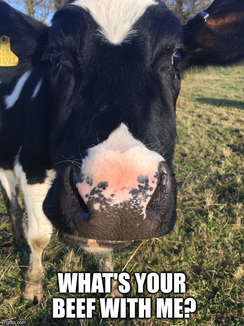 Good looking cow | WHAT'S YOUR BEEF WITH ME? | image tagged in cow | made w/ Imgflip meme maker