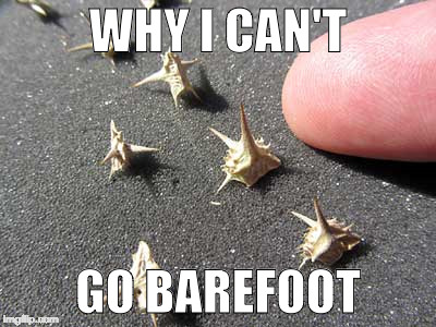 goatheads hurt |  WHY I CAN'T; GO BAREFOOT | image tagged in goathead,sticker,desertpeopleproblems,meme | made w/ Imgflip meme maker