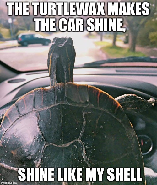 Turtle Fun | THE TURTLEWAX MAKES THE CAR SHINE, SHINE LIKE MY SHELL | image tagged in turtle fun | made w/ Imgflip meme maker