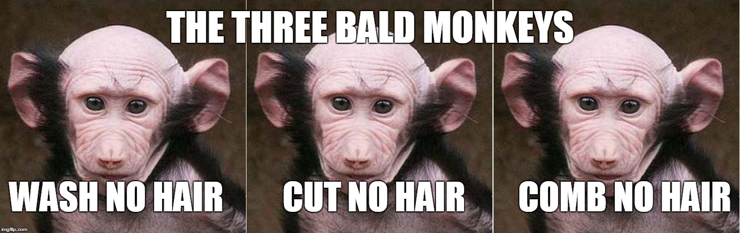 THE THREE BALD MONKEYS WASH NO HAIR         CUT NO HAIR        COMB NO HAIR | made w/ Imgflip meme maker