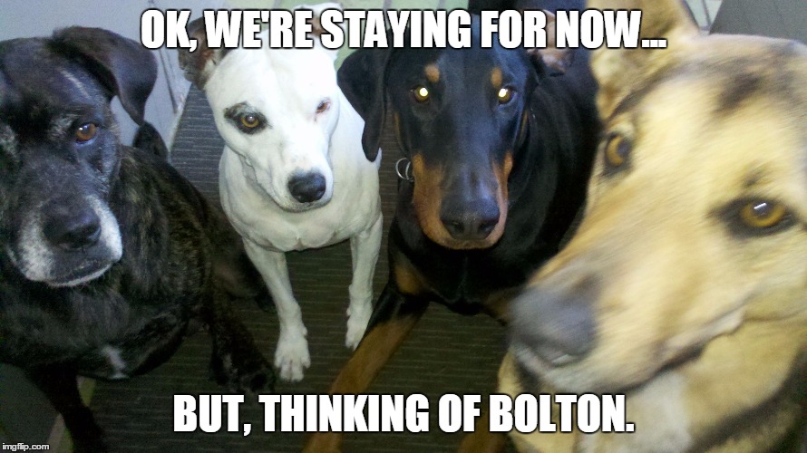 The pack | OK, WE'RE STAYING FOR NOW... BUT, THINKING OF BOLTON. | image tagged in the pack | made w/ Imgflip meme maker