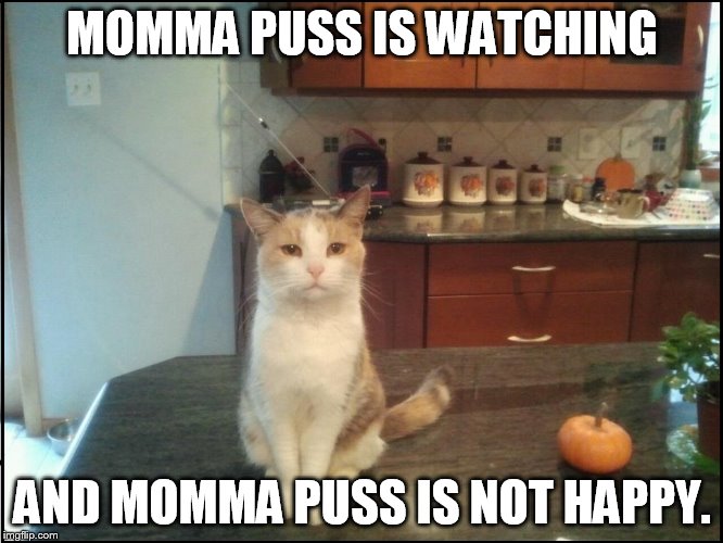 Momma Puss | MOMMA PUSS IS WATCHING; AND MOMMA PUSS IS NOT HAPPY. | image tagged in momma puss | made w/ Imgflip meme maker