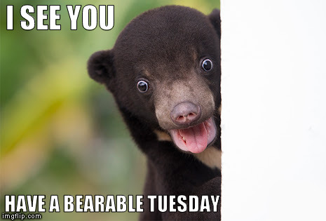 Sun bear | I SEE YOU; HAVE A BEARABLE TUESDAY | image tagged in sun bear | made w/ Imgflip meme maker