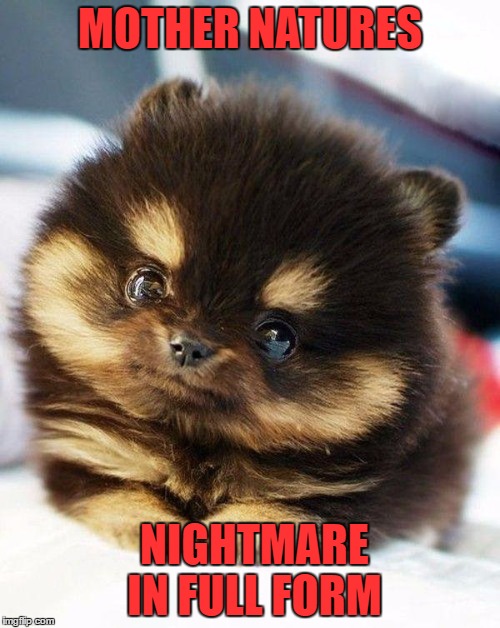 pomeranian | MOTHER NATURES; NIGHTMARE IN FULL FORM | image tagged in pomeranian | made w/ Imgflip meme maker