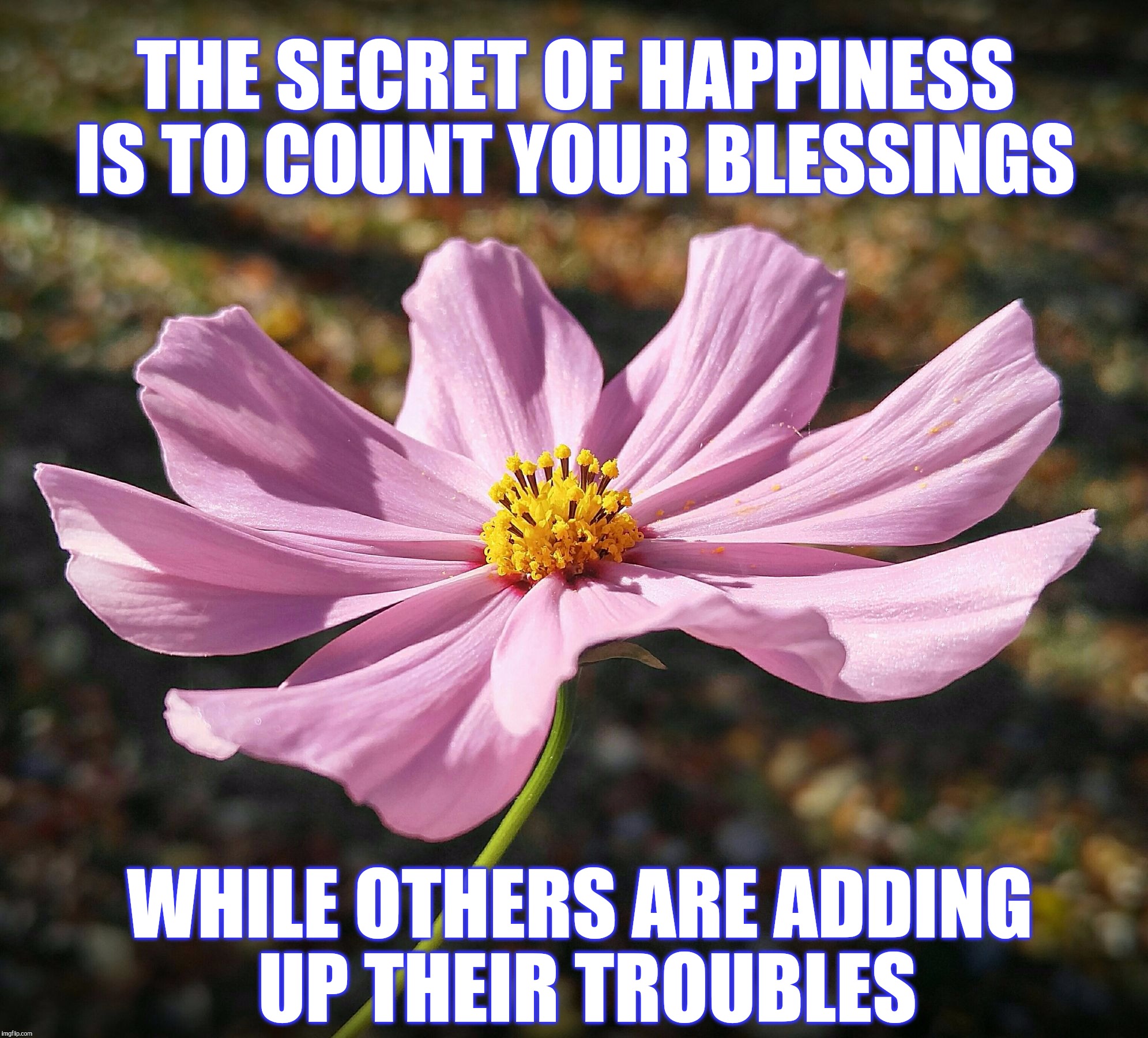 The secret of happiness  | THE SECRET OF HAPPINESS IS TO COUNT YOUR BLESSINGS; WHILE OTHERS ARE ADDING UP THEIR TROUBLES | image tagged in pink wildflower,happiness,inspirational quote,inspirational memes,memes,flower | made w/ Imgflip meme maker