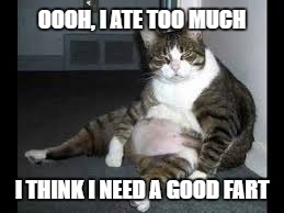 OOOH, I ATE TOO MUCH; I THINK I NEED A GOOD FART | image tagged in windy cat | made w/ Imgflip meme maker