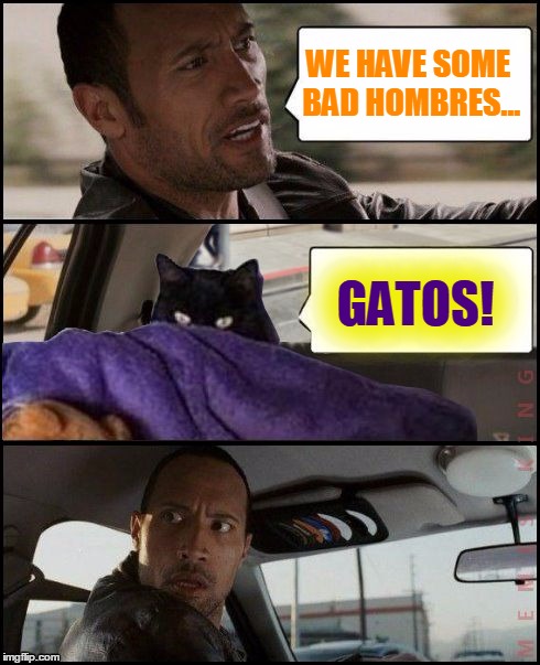 Bad Gatos Everywhere! | WE HAVE SOME BAD HOMBRES... GATOS! | image tagged in the rock driving evil cat,memes | made w/ Imgflip meme maker