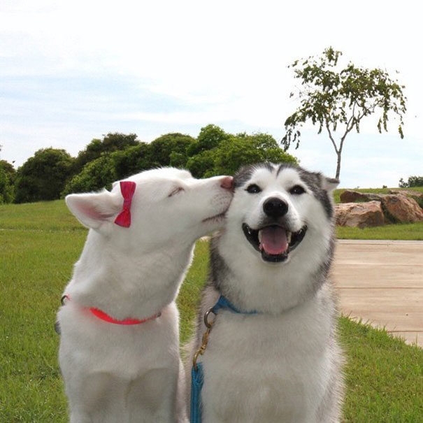 Dogs Kissing Blank Meme Template