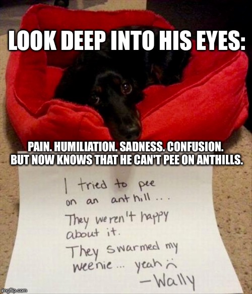 Awwww....Poor Pup: | LOOK DEEP INTO HIS EYES:; PAIN. HUMILIATION. SADNESS. CONFUSION. BUT NOW KNOWS THAT HE CAN'T PEE ON ANTHILLS. | image tagged in memes,dogs,funny signs,fails,animals | made w/ Imgflip meme maker