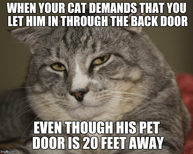 Lazy Cat | WHEN YOUR CAT DEMANDS THAT YOU LET HIM IN THROUGH THE BACK DOOR; EVEN THOUGH HIS PET DOOR IS 20 FEET AWAY | image tagged in lazy,cats,spoiled | made w/ Imgflip meme maker