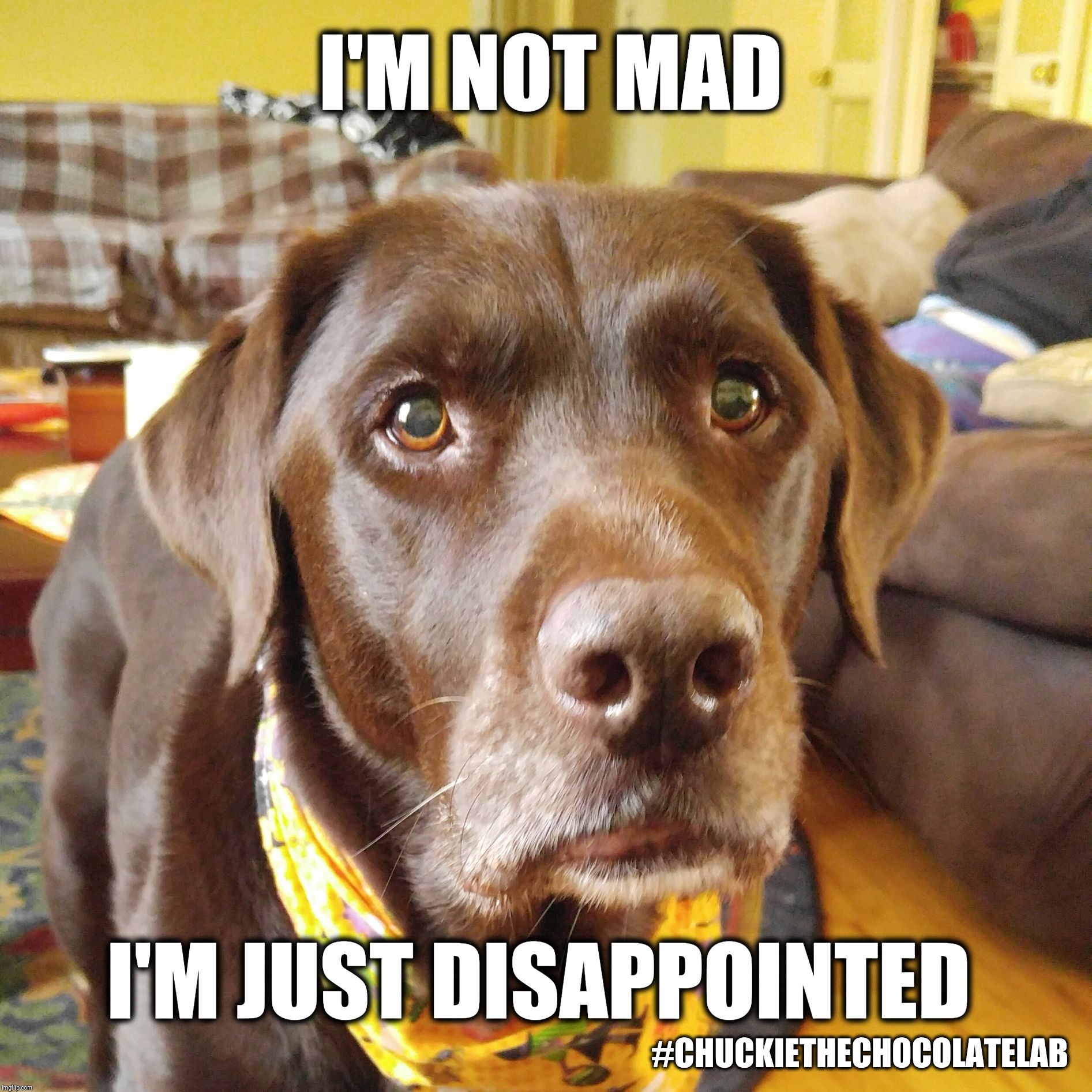 I'm not mad in just disappointed  | I'M NOT MAD; I'M JUST DISAPPOINTED; #CHUCKIETHECHOCOLATELAB | image tagged in chuckie the chocolate lab,disappointed,i'm not mad,funny,dogs,memes,FreeKarma4U | made w/ Imgflip meme maker