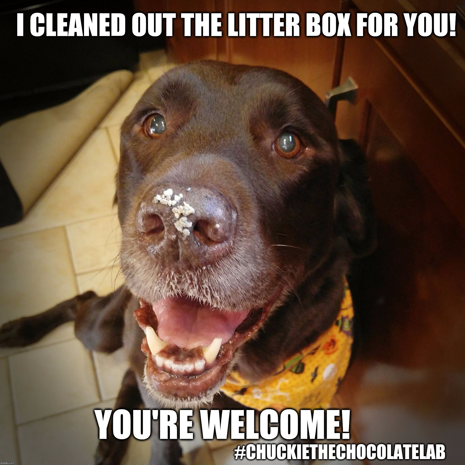 I cleaned out the litter box for you!  | I CLEANED OUT THE LITTER BOX FOR YOU! YOU'RE WELCOME! #CHUCKIETHECHOCOLATELAB | image tagged in chuckie the chocolate lab,you're welcome,litter box,funny,dog,memes | made w/ Imgflip meme maker