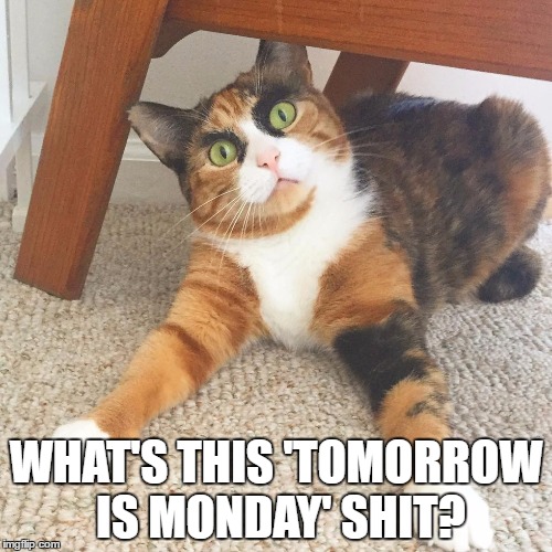 Monday?  | WHAT'S THIS 'TOMORROW IS MONDAY' SHIT? | image tagged in monday | made w/ Imgflip meme maker