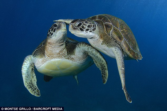 High Quality Turtles kiss Blank Meme Template