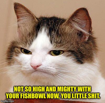 NOT SO HIGH AND MIGHTY WITH YOUR FISHBOWL NOW, YOU LITTLE SHIT. | made w/ Imgflip meme maker
