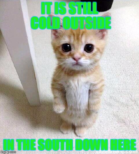 Cute Cat | IT IS STILL COLD OUTSIDE; IN THE SOUTH DOWN HERE | image tagged in memes,cute cat | made w/ Imgflip meme maker