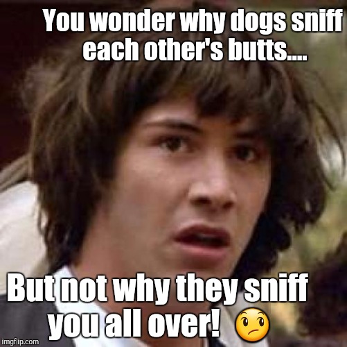 Conspiracy Keanu Meme | You wonder why dogs sniff each other's butts.... But not why they sniff you all over!  😞 | image tagged in memes,conspiracy keanu | made w/ Imgflip meme maker