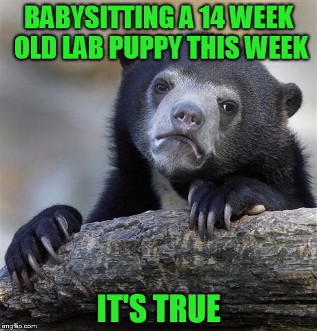 Confession Bear Meme | BABYSITTING A 14 WEEK OLD LAB PUPPY THIS WEEK IT'S TRUE | image tagged in memes,confession bear | made w/ Imgflip meme maker