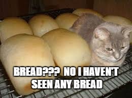 BREAD???  NO I HAVEN'T SEEN ANY BREAD | image tagged in cat ate the bread | made w/ Imgflip meme maker
