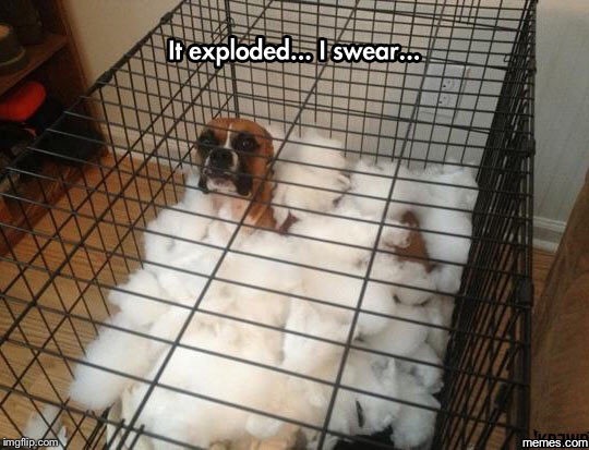 It exploded... | image tagged in memes,dogs | made w/ Imgflip meme maker