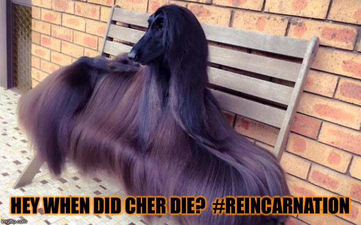 Cher comes back again | HEY WHEN DID CHER DIE?  #REINCARNATION | image tagged in cher,reincarnation | made w/ Imgflip meme maker