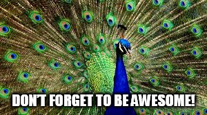 DON’T FORGET TO BE AWESOME | DON’T FORGET TO BE AWESOME! | image tagged in dont forget to be awesome,peacock | made w/ Imgflip meme maker