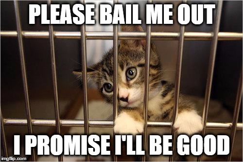 cat jail | PLEASE BAIL ME OUT; I PROMISE I'LL BE GOOD | image tagged in cat jail | made w/ Imgflip meme maker
