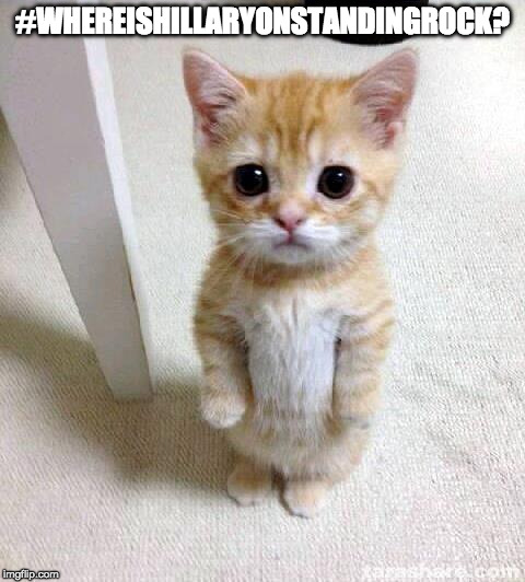 Cute Cat | #WHEREISHILLARYONSTANDINGROCK? | image tagged in memes,cute cat | made w/ Imgflip meme maker